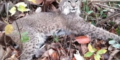 female bobcat laying outside in leaves