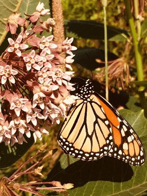 monarch butterfly on milkweed