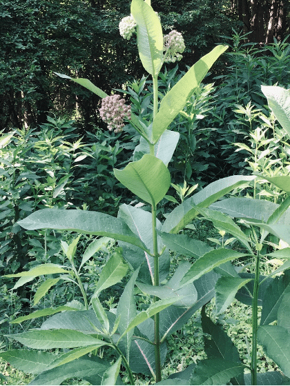 milkweed plant in summer