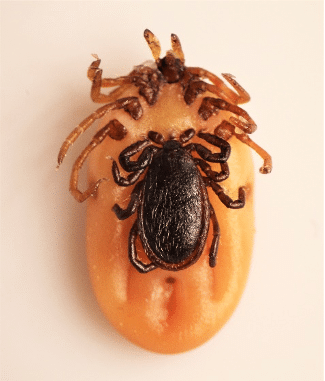 female deer tick with male deer tick attached