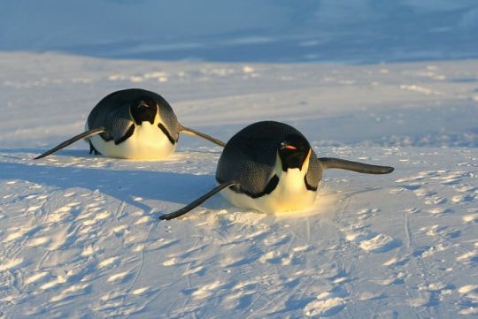 two penguins sliding on snow
