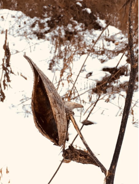 milkweed in winter with snow