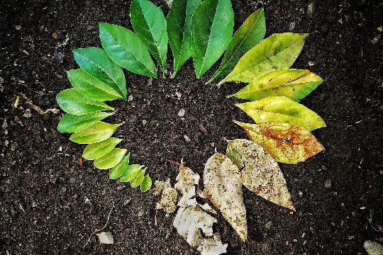 leaves and soil
