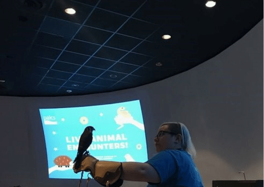 American Kestrel perched on the arm of a blonde person wearing a blue shirt
