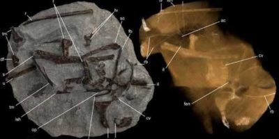 photo and CT scan image of partial vegavis skeleton side by side