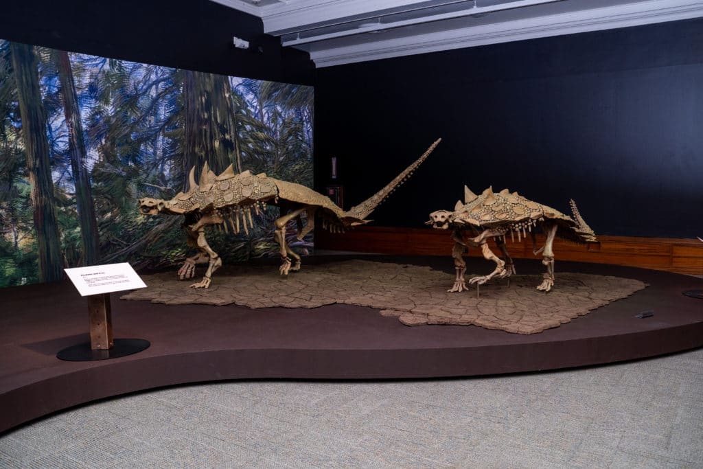 two dinosaurs on exhibit