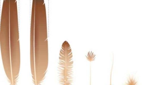 Fancy Feathers: An Unexplained Complexity in Evolutionary History