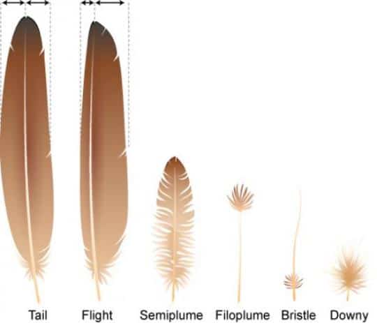 illustration of six feathers from longest to shortest: Tail, Flightl, Semiplume, Filoplume, Bristle, and Downy