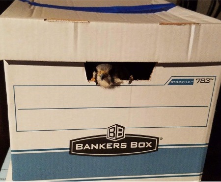 American Kestrel peeking out of a Bankers Box
