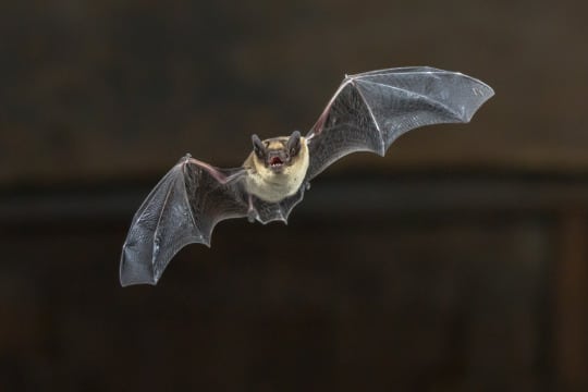 bat flying