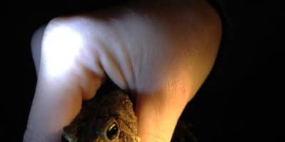 hand holding a frog at night