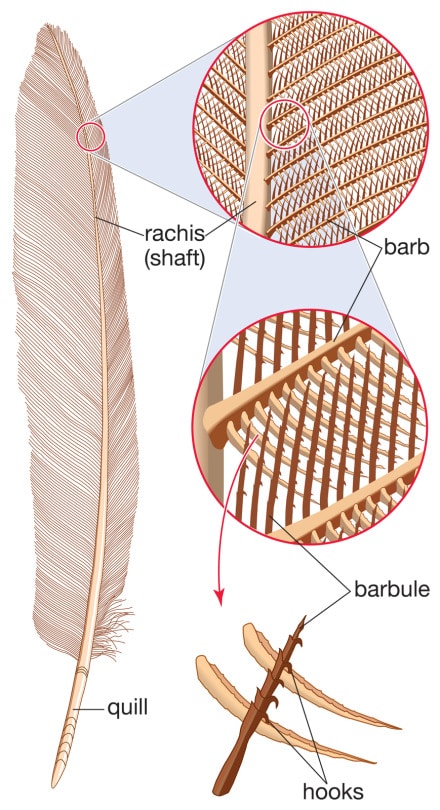 illustration of feathers showing the quill, rachis, barb, barbule, and hooks