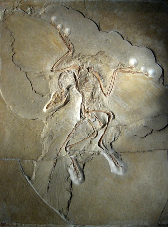 avian fossil