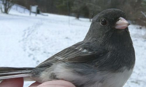 Are You Pishing at Me? Winter Birding in Pennsylvania
