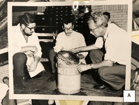 black and white photo of three men pulling a turtle head out of a can