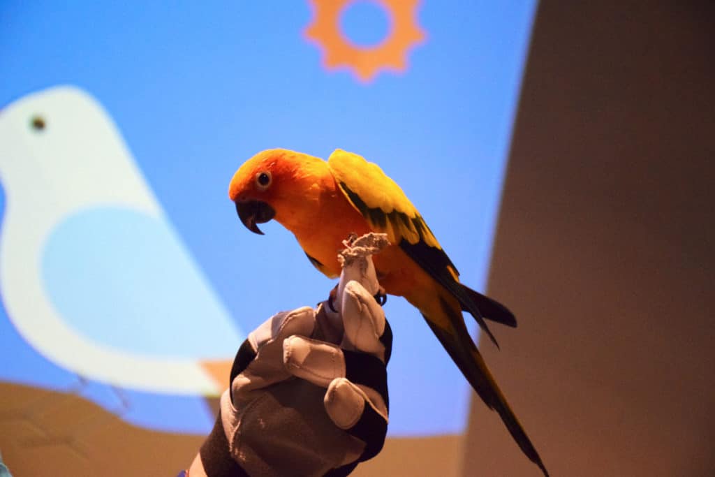 orange and yellow bird sitting on a gloved hand