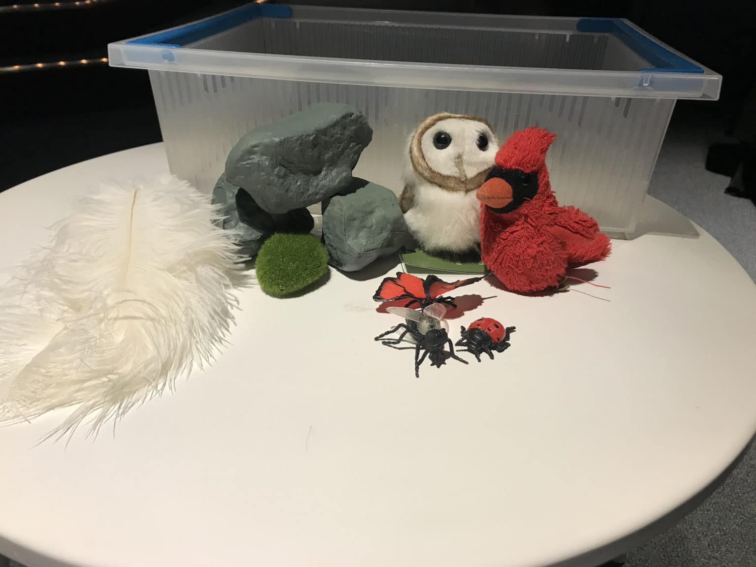 Sensory Bin Idea Flying Animals Bin