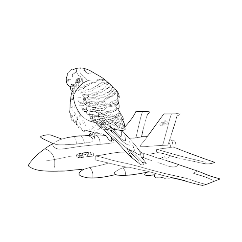 She-Ra the American Kestrel on a plane