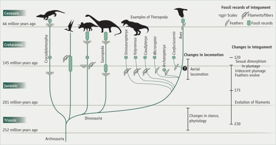 illustration of feather evolution from the Triassic to Cenozoic