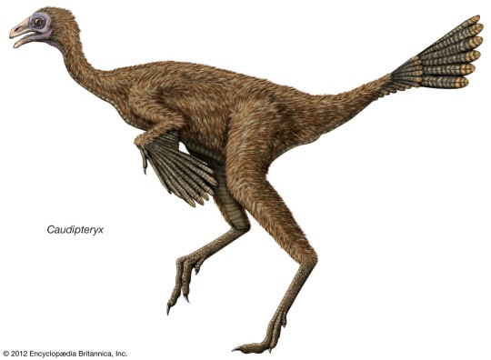 illustration of Caudipteryx