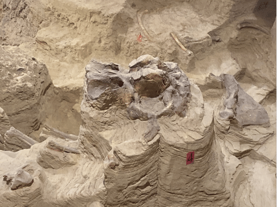 mammoth skull fossil in situ