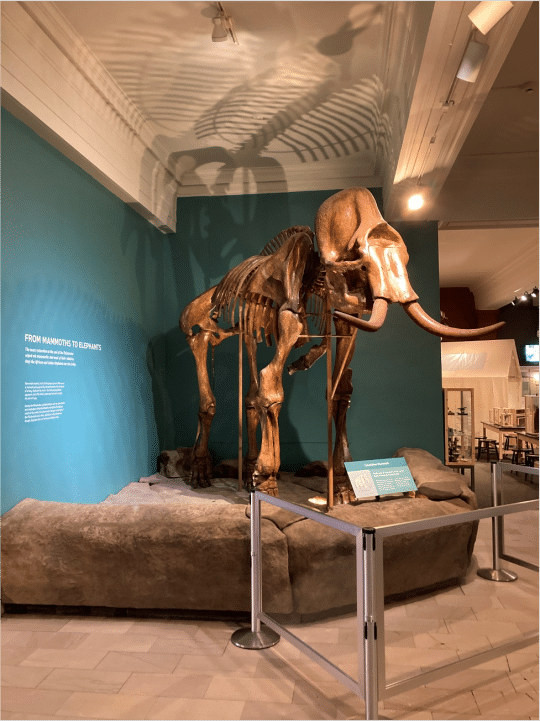 mounted mammoth fossil