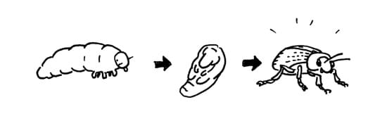 drawing of the stages of metamorphosis