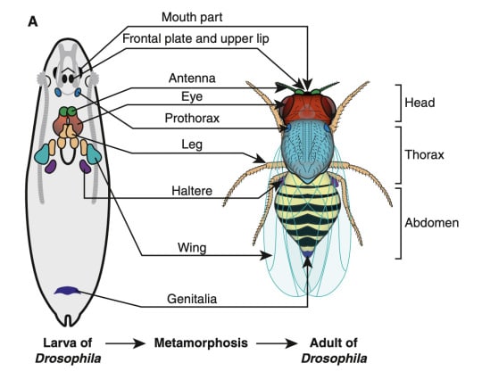 metamorphosis diagram