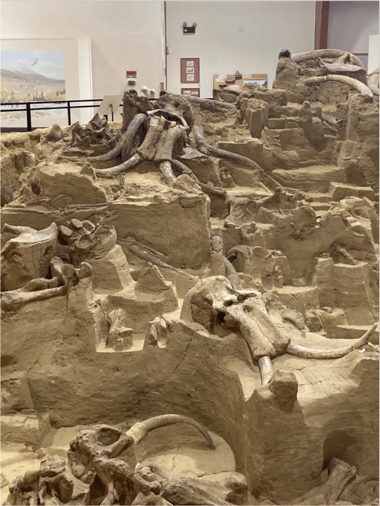 mammoth skulls in situ