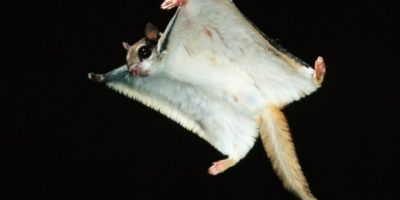 flying squirrel gliding at night