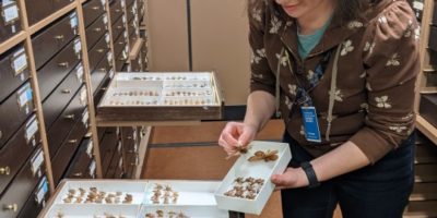 woman looking through a drawer of moth specimens