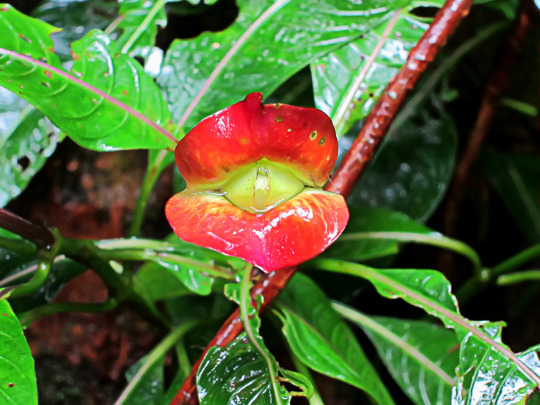 close up of bright red bracts of Palicourea elata, a plant nicknamed hot lips
