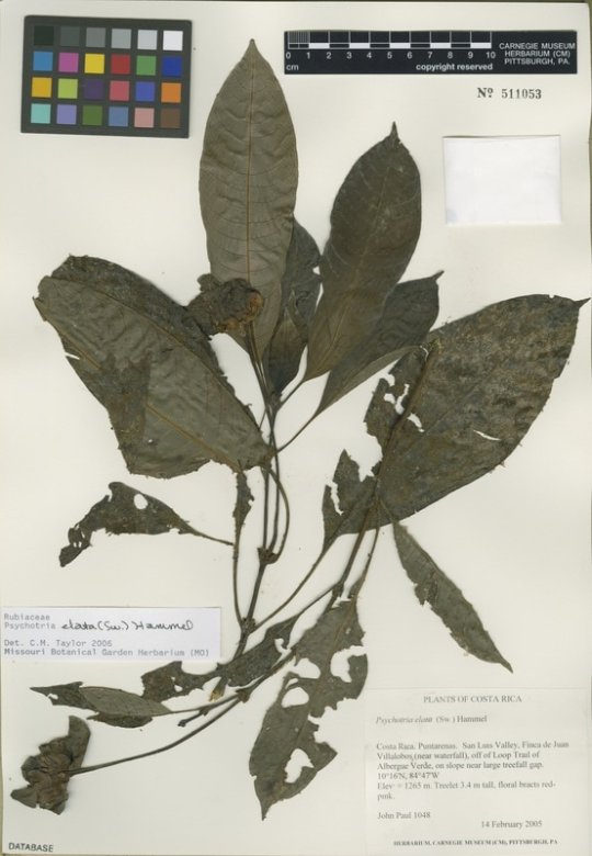 herbarium specimen of Palicourea elata