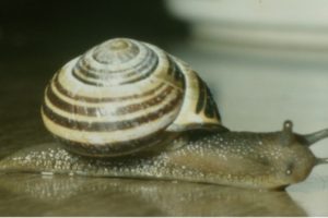 For Some Snails, Reproduction is a Jab Well Done
