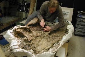Dan Pickering working on dreadnoughtus fossil