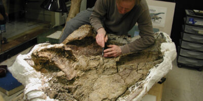 Dan Pickering working on dreadnoughtus fossil