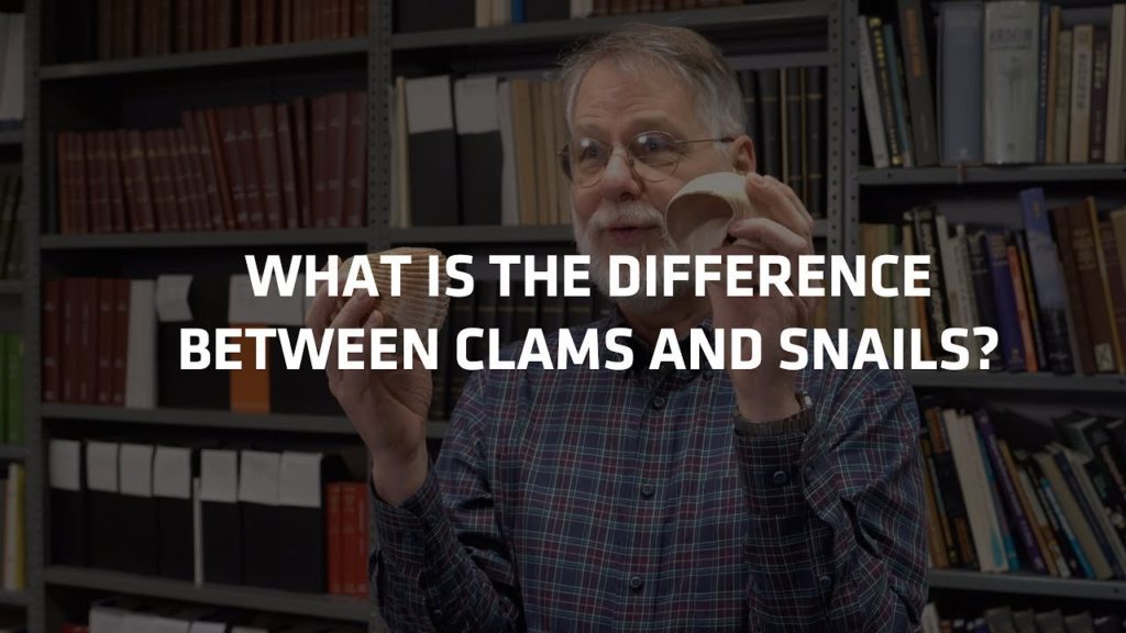 What is the difference between clams and snails