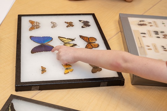 kid pointing at butterfly in tray