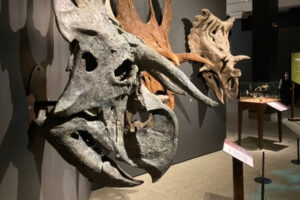 ceratopsian dinosaur skulls mounted to a wall