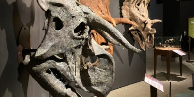 ceratopsian dinosaur skulls mounted to a wall