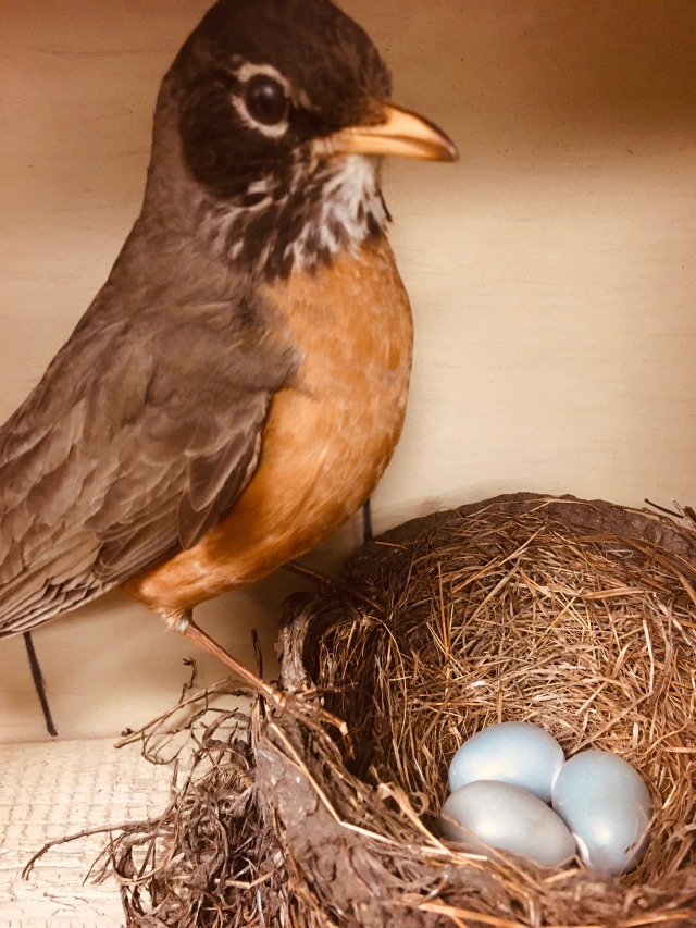 taxidermy mount of a robin with nest and eggs