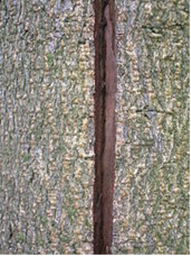 detail of a frost crack in a tree with rough bark