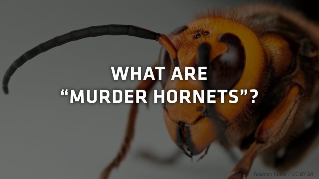 What are Murder hornets?