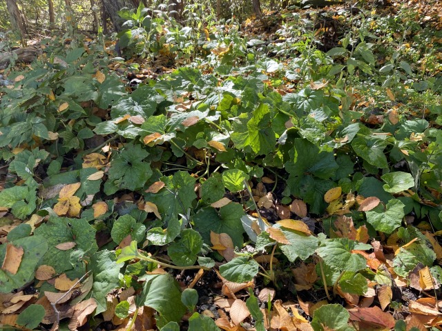 coltsfoot leaves in the fall