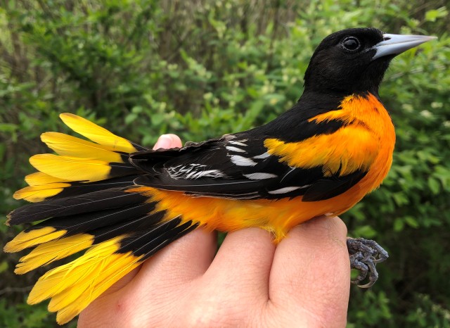 photo of a Baltimore Oriole on a person's hand