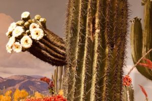 Carnegie’s Cactus: Carnegie gigantea