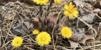 coltsfoot flowering in spring