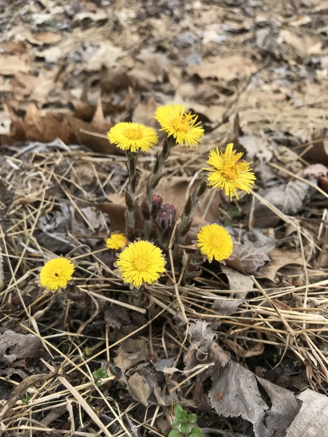 coltsfoot flowering in spring