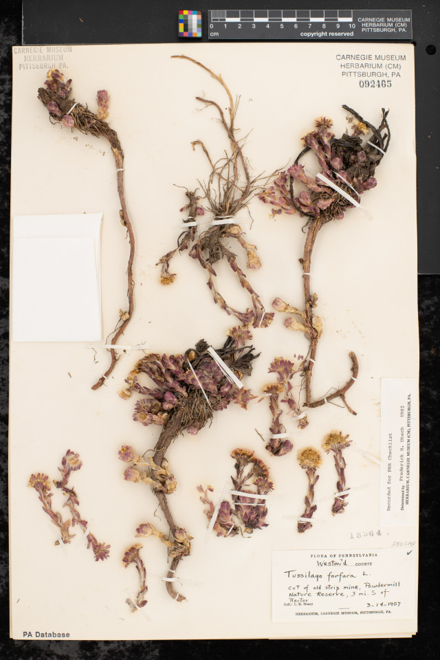 dried specimen of coltsfoot on an herbarium sheet