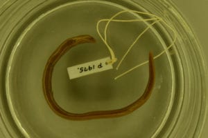 specimen of a skink with label attached